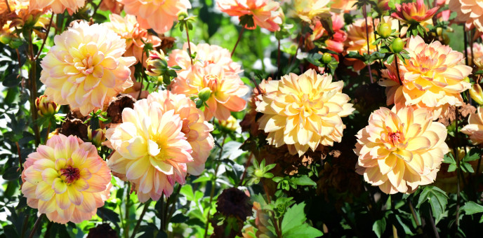 Luscious Garden
