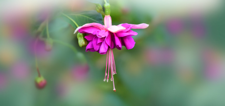Single Fuschia