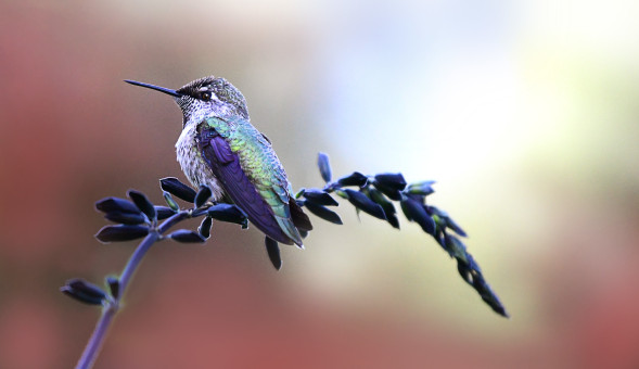 Resting Hummingbird