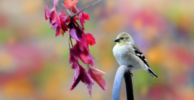 Autumn Finch