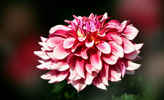 Sumptuous Autumn Dahlia