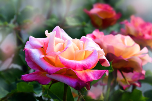 My Favorite Rose