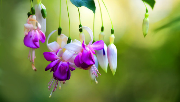 Elegant Fuschias