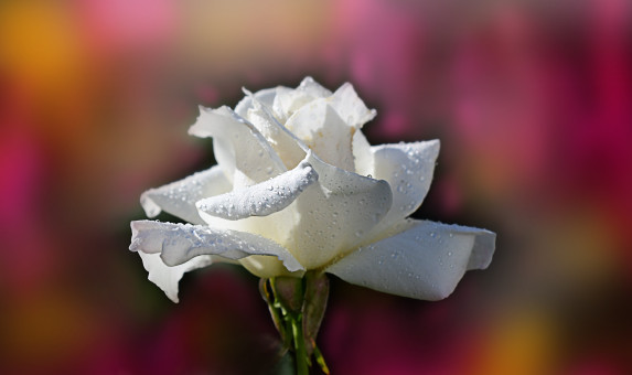 Autumn Morning Dew