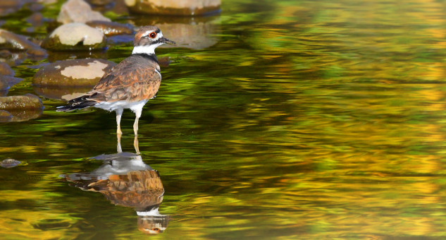 Autumn's Reflection