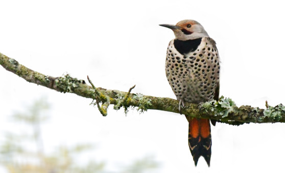 Perched Northern Flicker