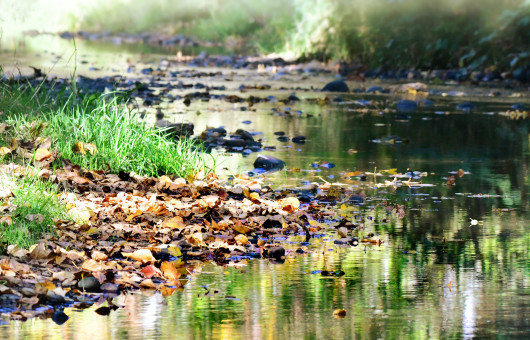 Autumn By The Creek