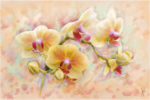 Orchid Study