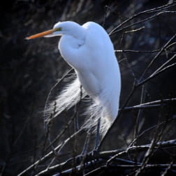 Egrets and Herons