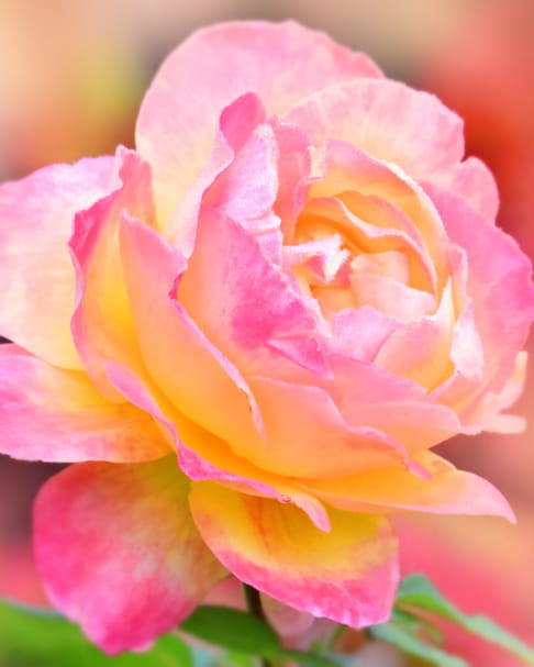 Autumn Rose - By Alberto Guillen